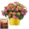 Bild von Ms P12 Lantana Rose